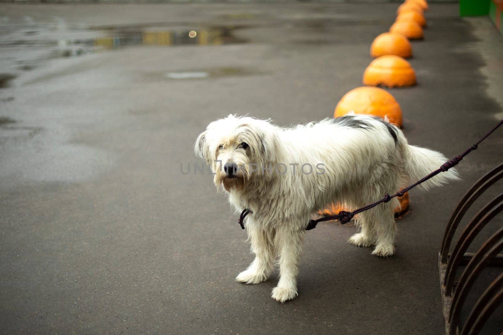 Dog is tied up in parking lot. Pet with white hair. by OlegKopyov