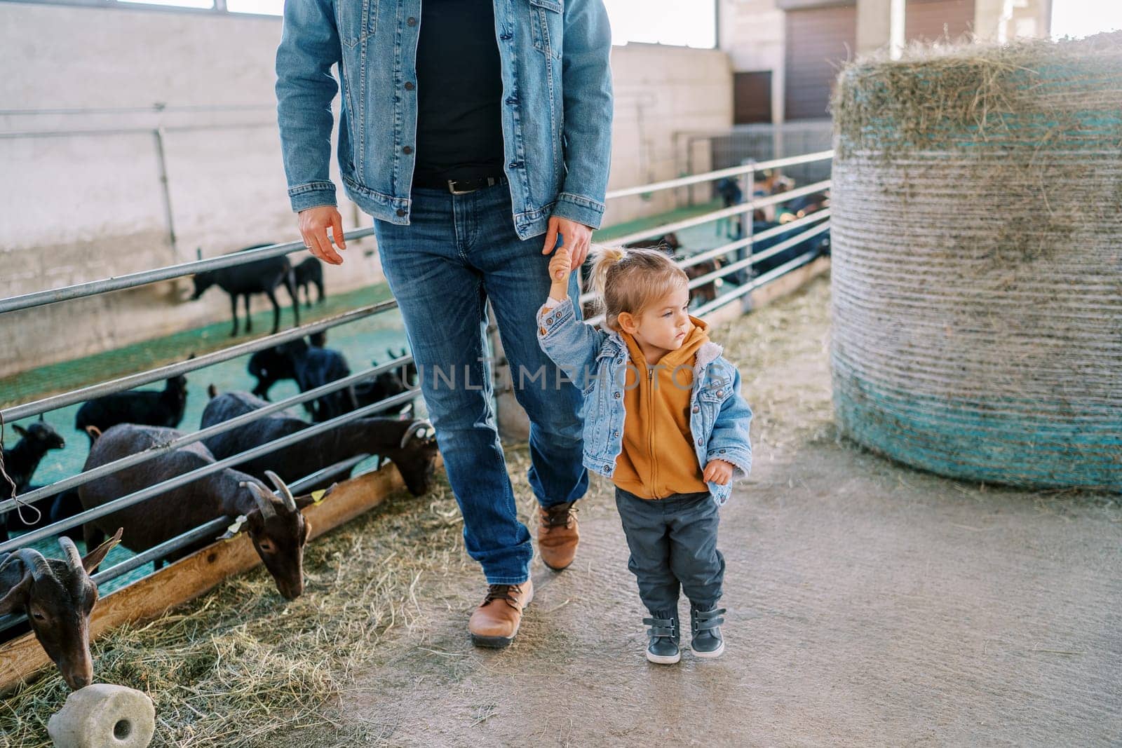 Little girl walks through the farm past a bale of hay holding her dad hand and looking at the eating goats. High quality photo