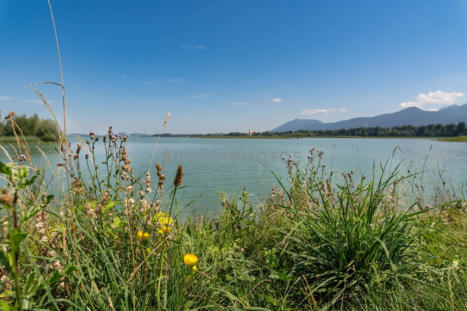 Summer view through yellow flowers over a turquoise lake.