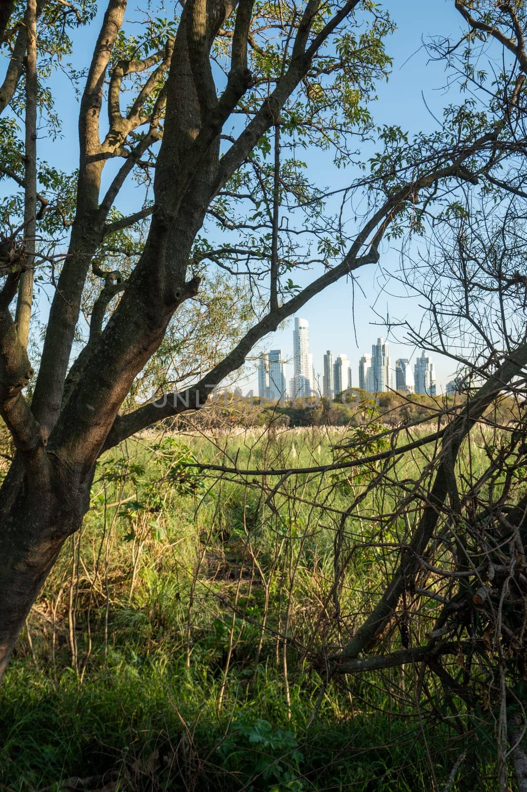 Sunny day in the Costanera Sur Ecological Reserve in Buenos Aires, capital of the Argentine Republic in 2023.