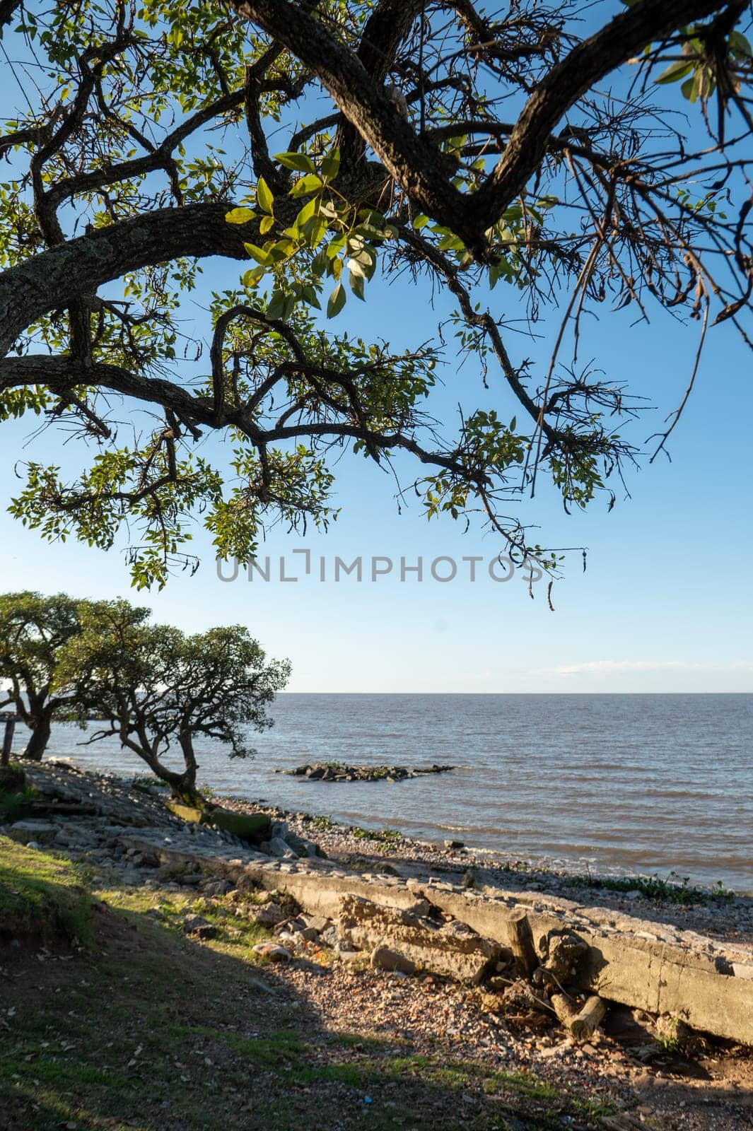 Sunny day in the Costanera Sur Ecological Reserve in Buenos Aires, capital of the Argentine Republic in 2023.