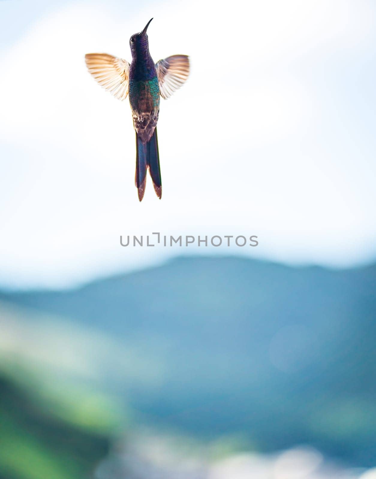 A colorful hummingbird gracefully hovers in the air with its wings extended, allowing for text space. This bird stays effortlessly airborne, displaying its natural beauty.