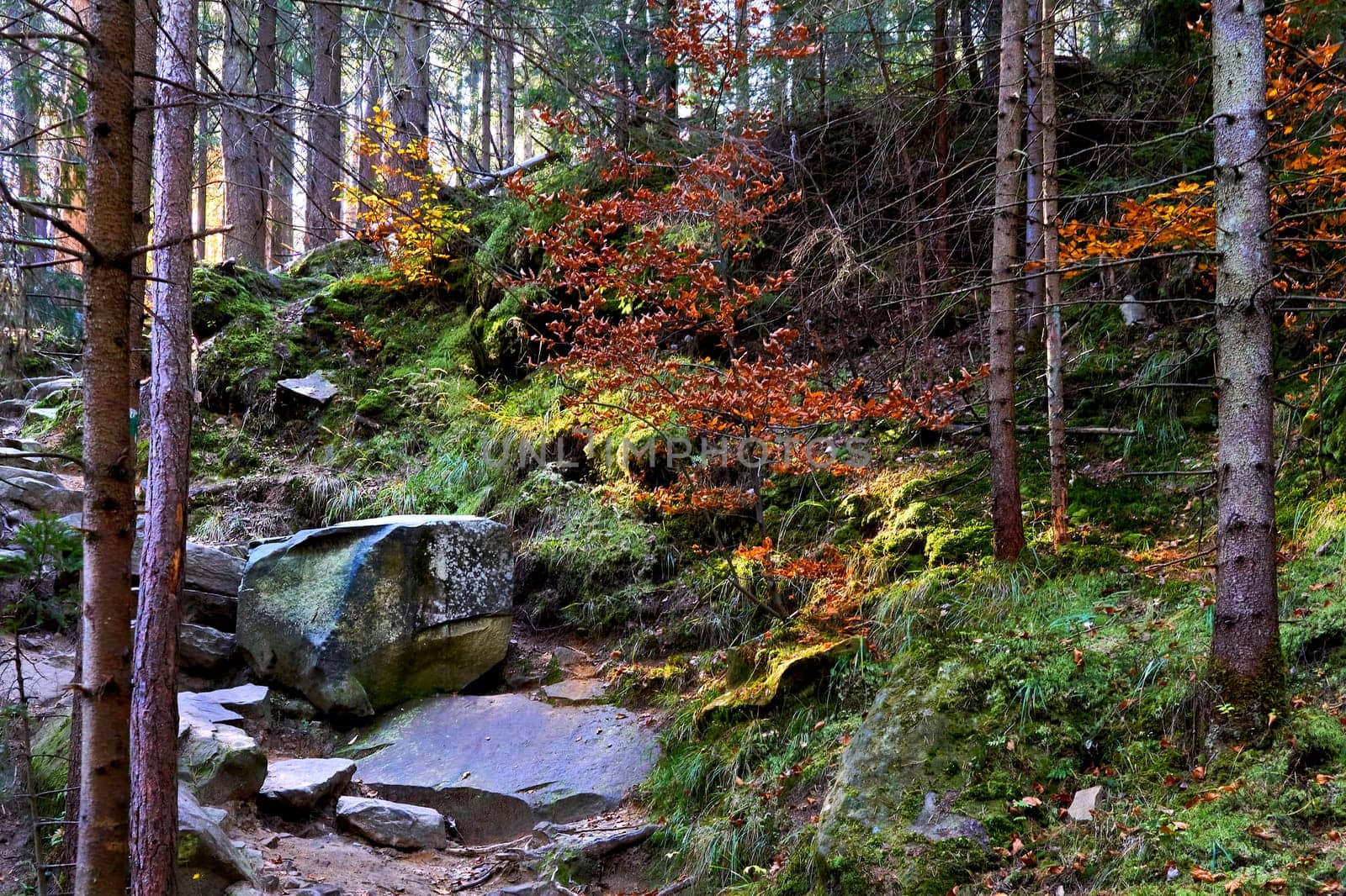 Autumn forest pathway with stones and boulders in bright sunny color by jovani68