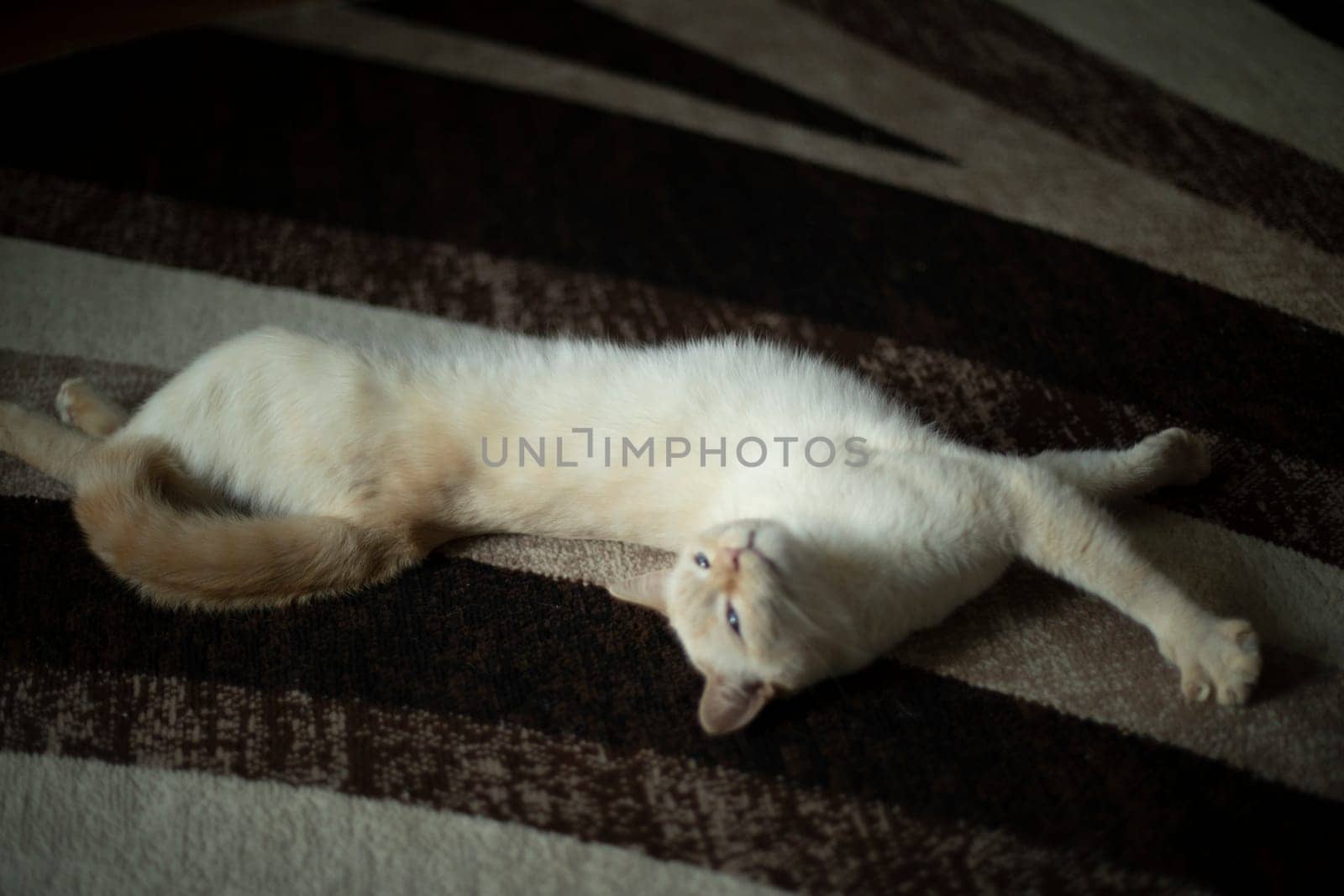 Cat on carpet. White cat in interior. Pet at home. Animal on dark carpet.