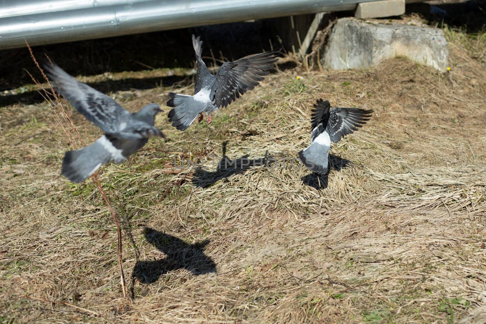 Pigeons took off from ground. Birds fly away. by OlegKopyov