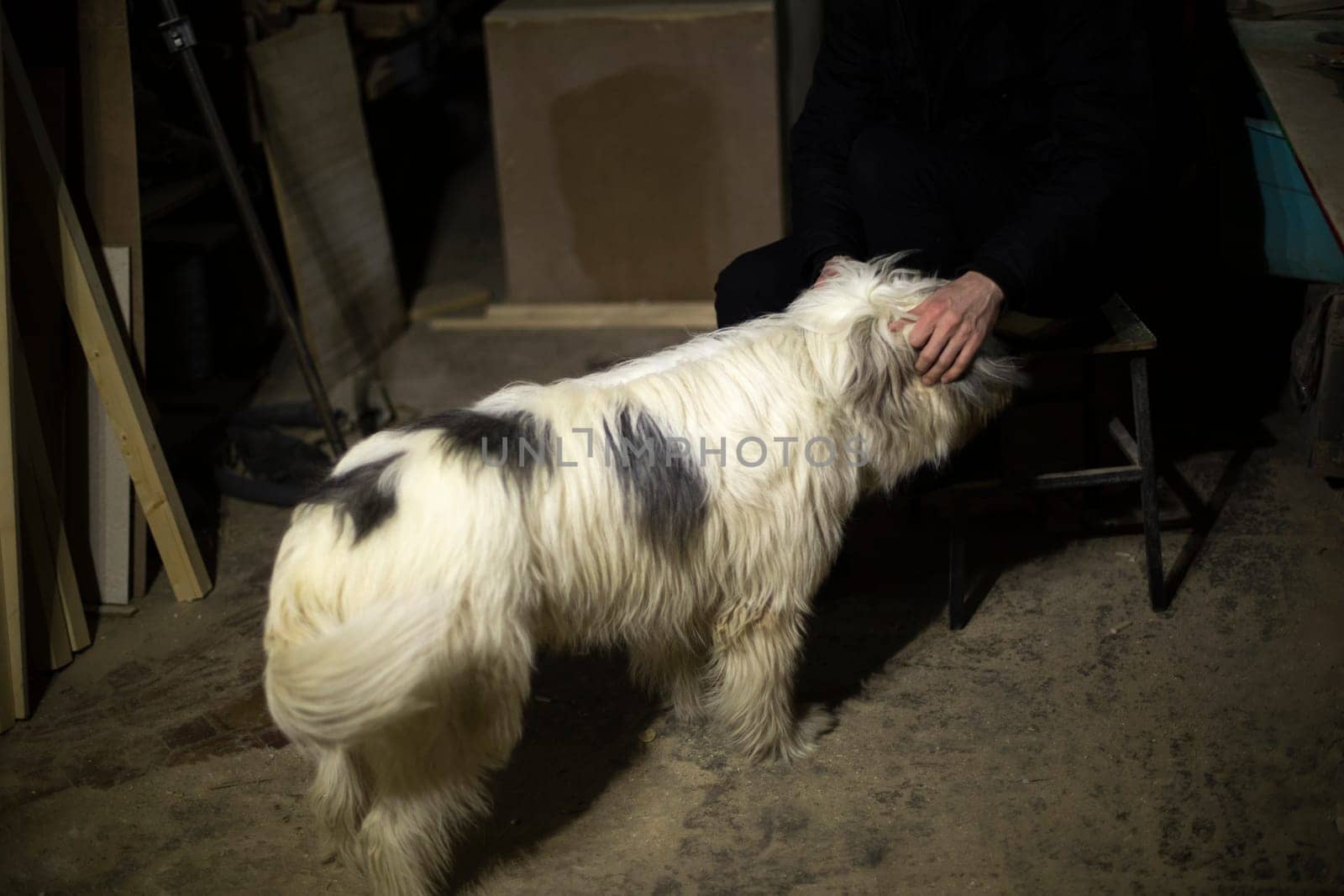 Dog in stock. Dog with white hair. Man pets pet.