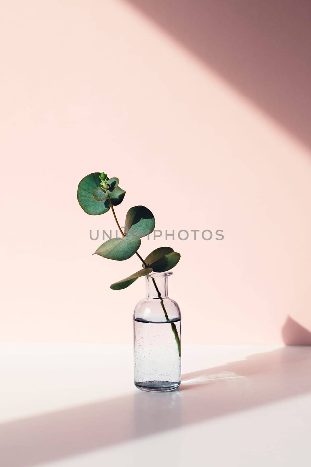 One small sprig of eucalyptus in vase of water in sunlight. Vertical photo.