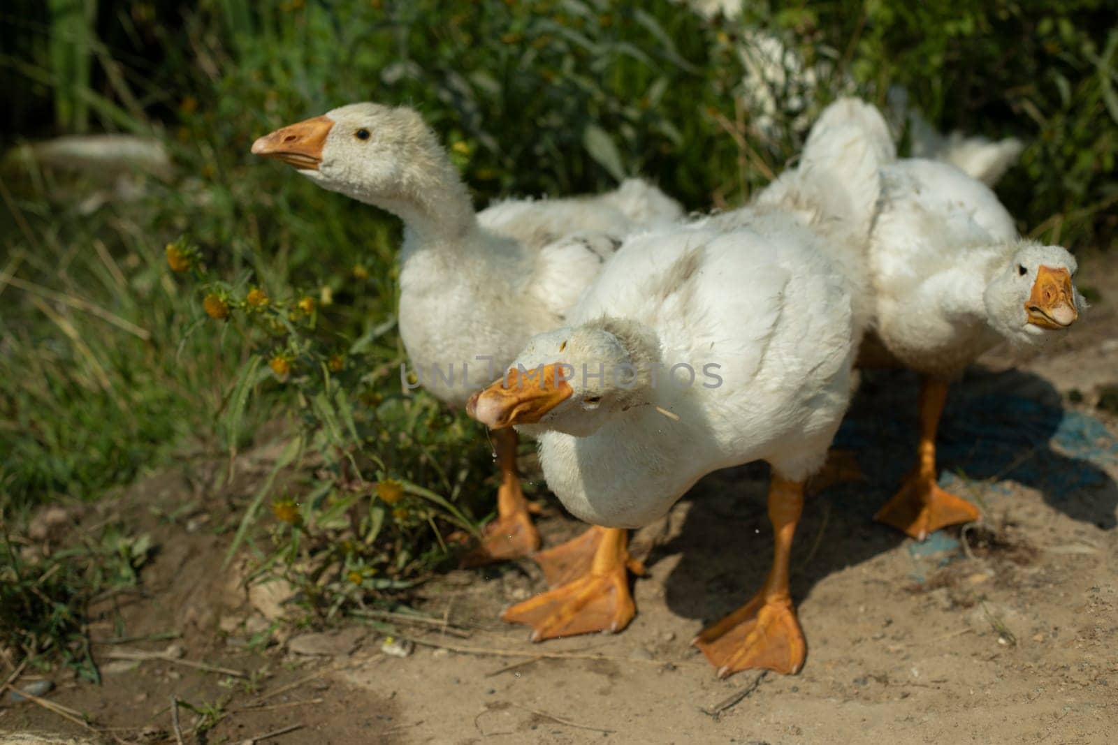 Goslings on pond. White birds. Goose farm. Rural life. Cute chicks.