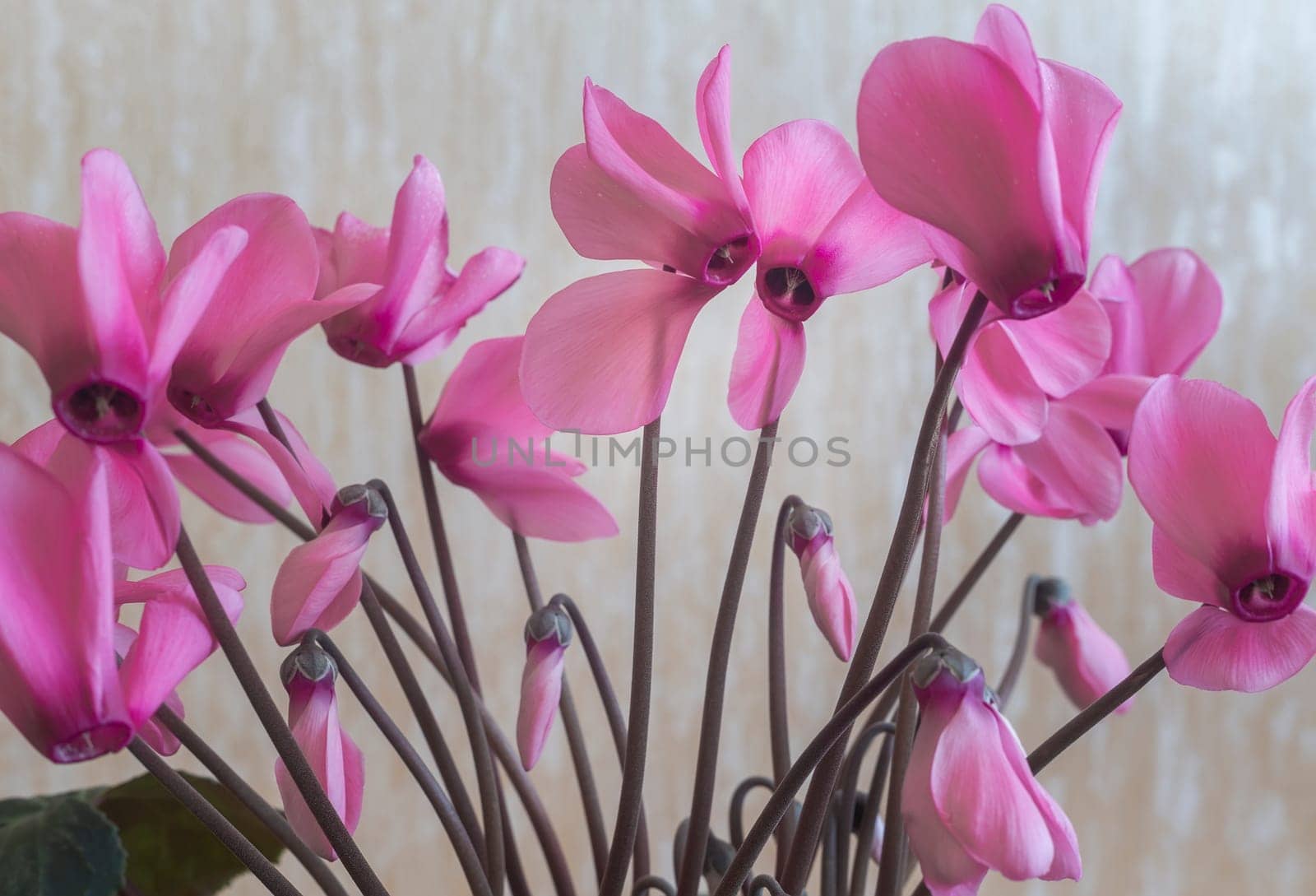 Flowering cyclamen with flowers and green leaves. by georgina198