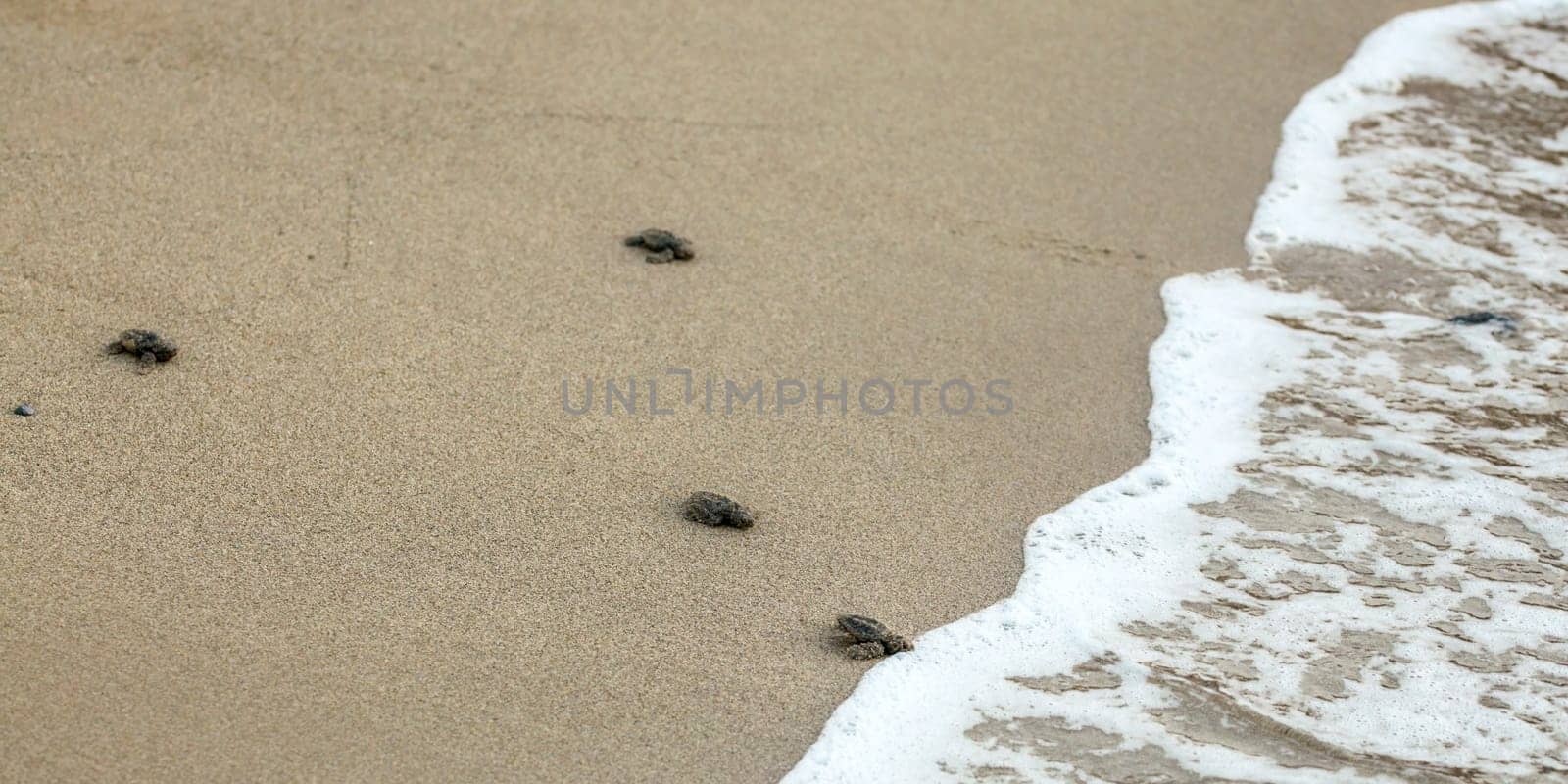 Baby turtles, just hatched from eggs, walking on sand trying to get into sea