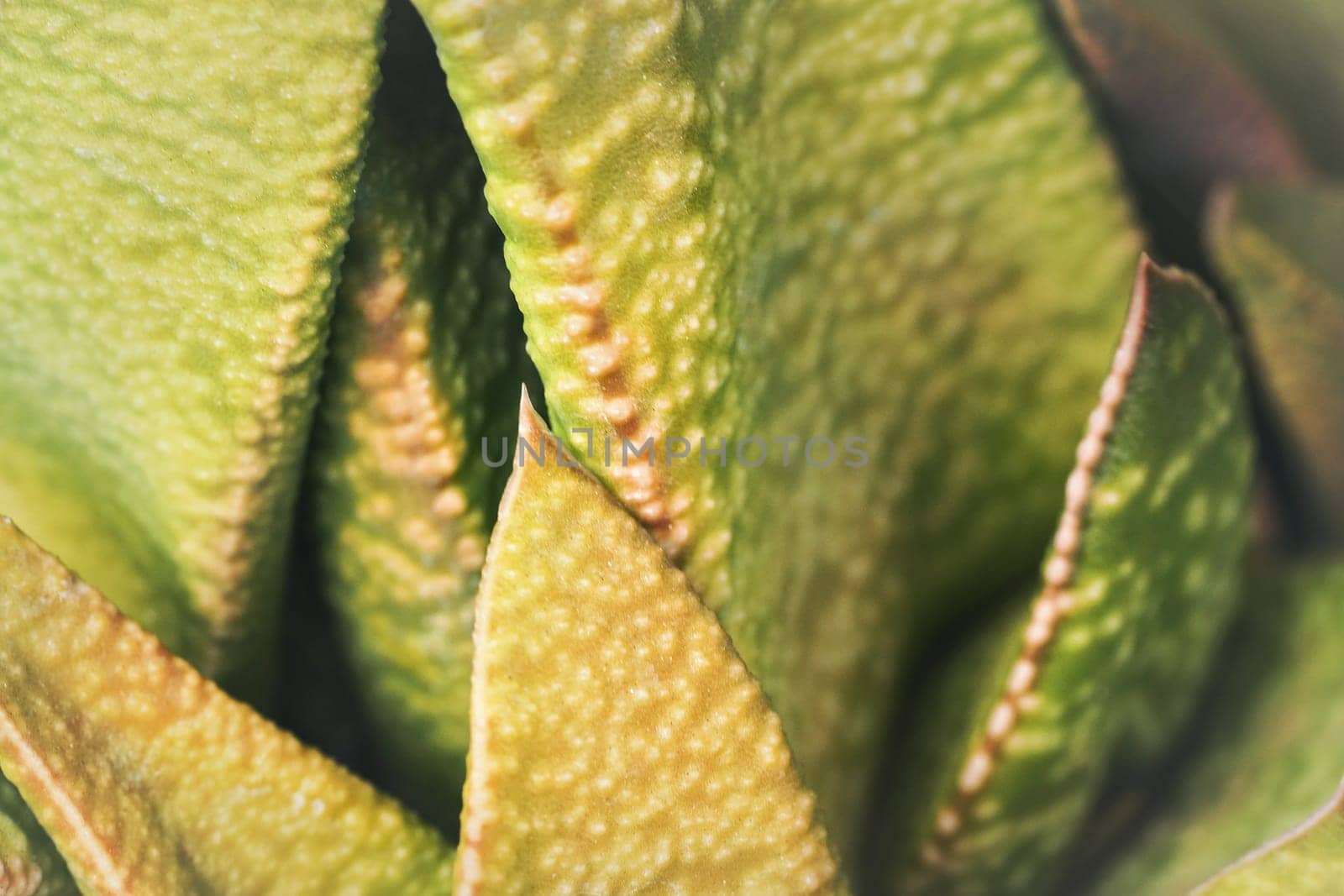 Macro close up detail - rough yellow and green succulent leaves, abstract botany background.