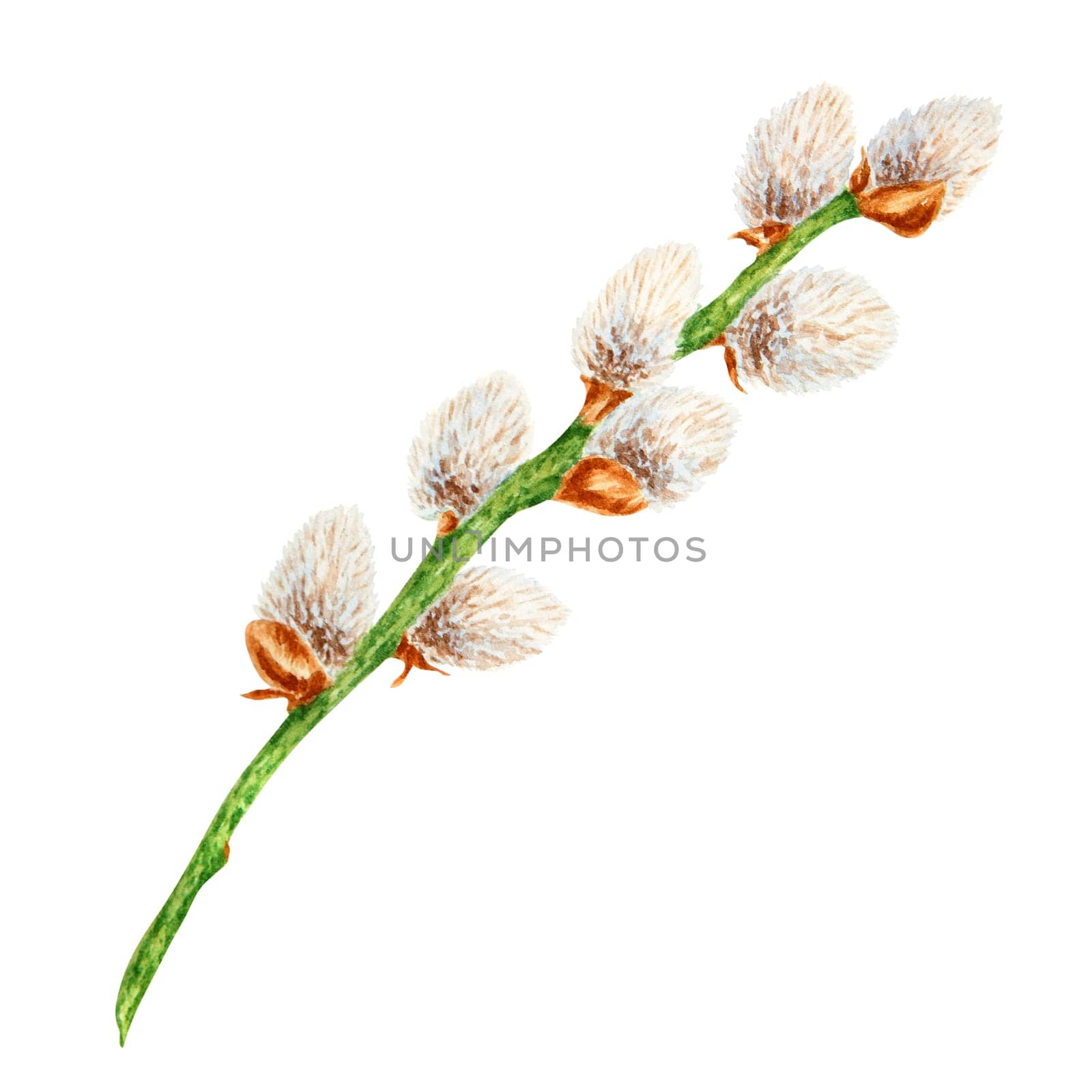 Hand drawn watercolor illustration of pussy willow. Botanical clip art, symbol of religious holidays, Easter, Lunar New Year. Green branches with soft salix buds, flowers. Spring painting for prints, invitations, cards