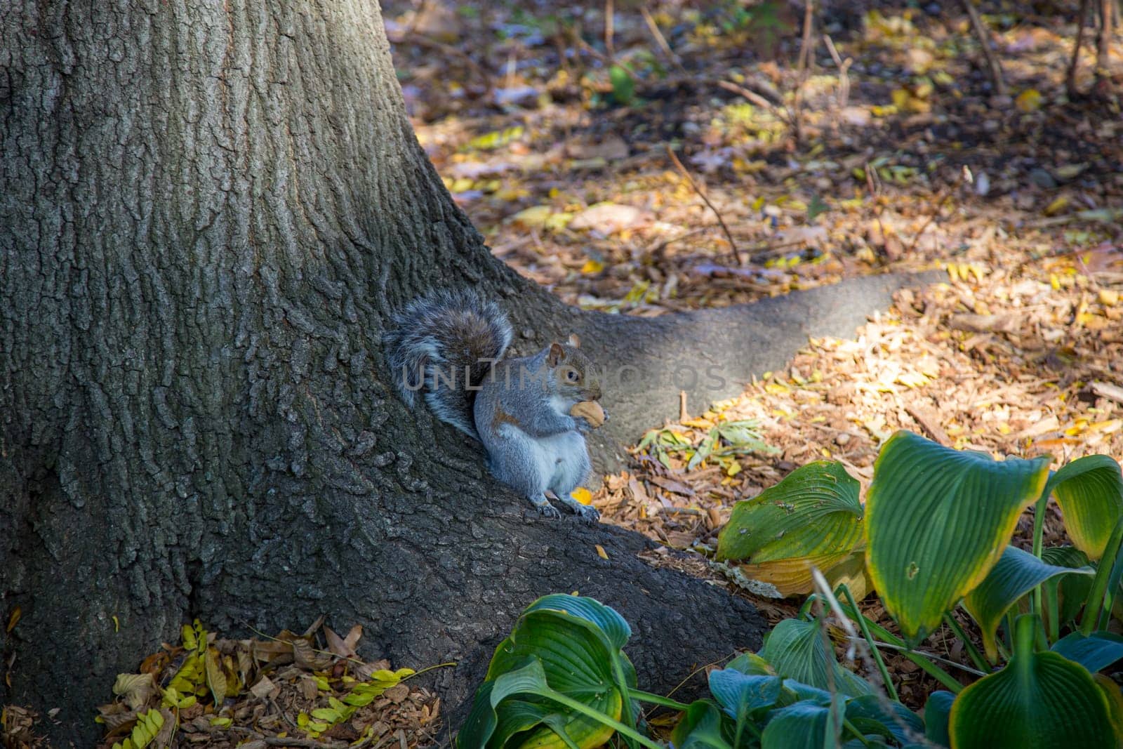 Eastern grey squirrel in a New York public park by oliverfoerstner