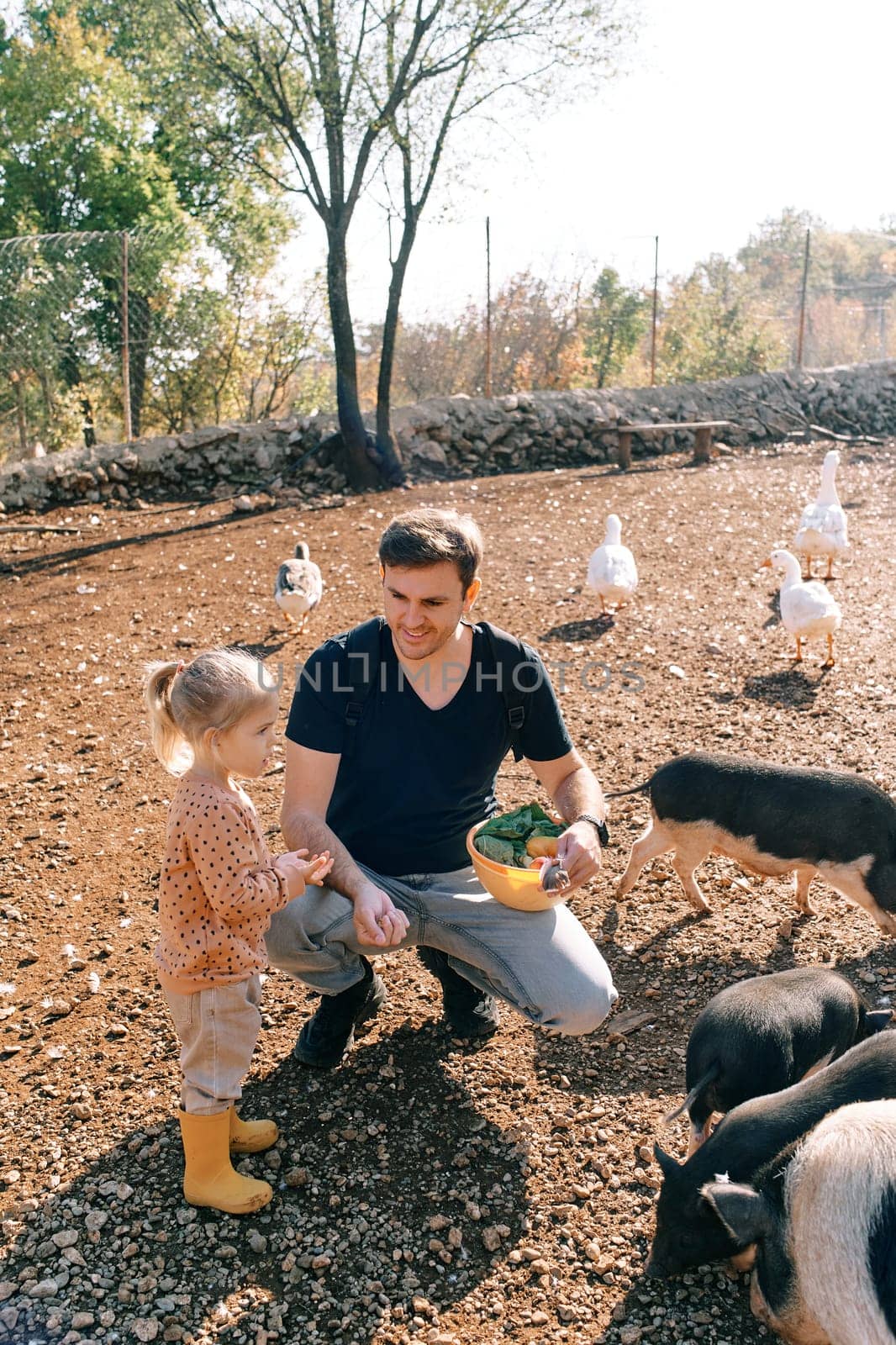 Dad squats near a little girl with a bowl and feeds fluffy piglets. High quality photo