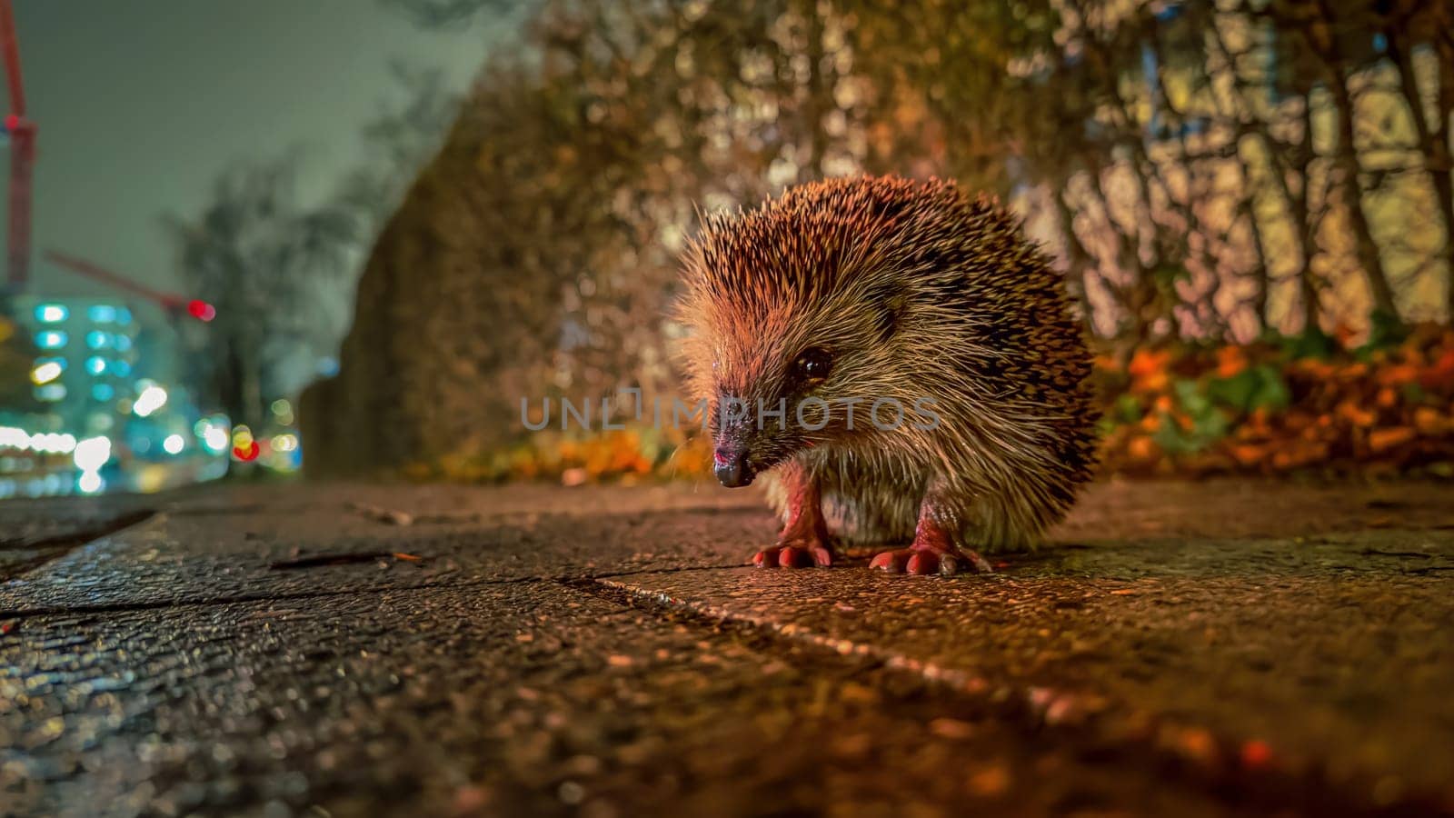 Cute real hedgehog is looking in the camera at dusk in autumn. by AllesSuper