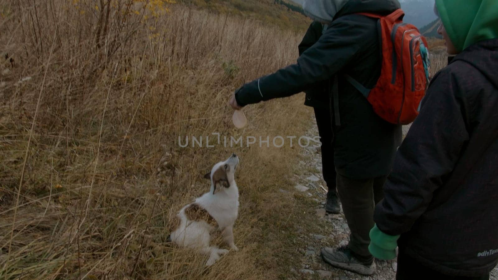 A family trip to beautiful landscapes. Creative. A family on a walk in the mountains feed their pet in the grass next to the forest. High quality 4k footage