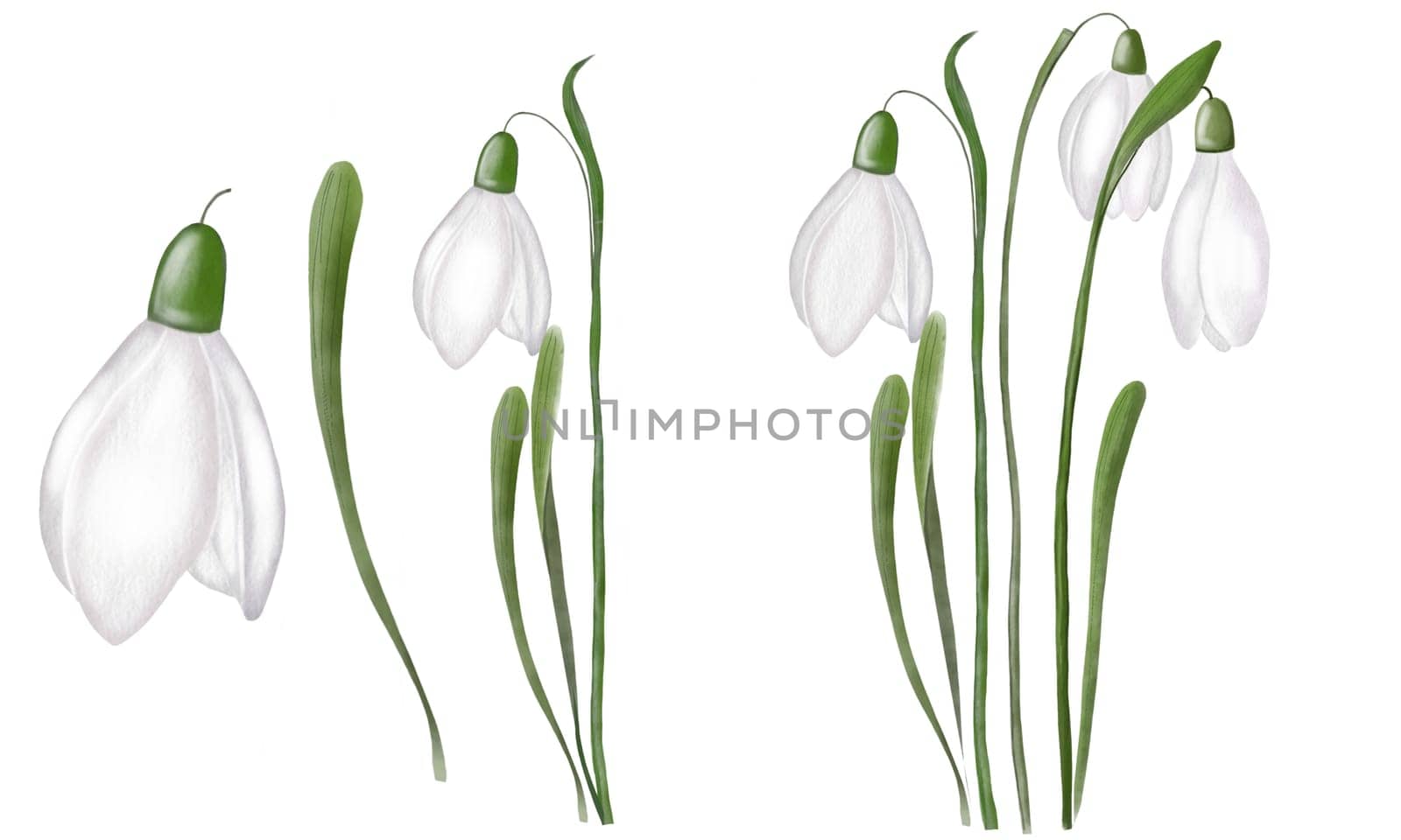 Watercolor hand drawn snowdrop flowers set of isolates. Delicate elegant illustration for the design of spring cards, invitations and tags. by TatyanaTrushcheleva
