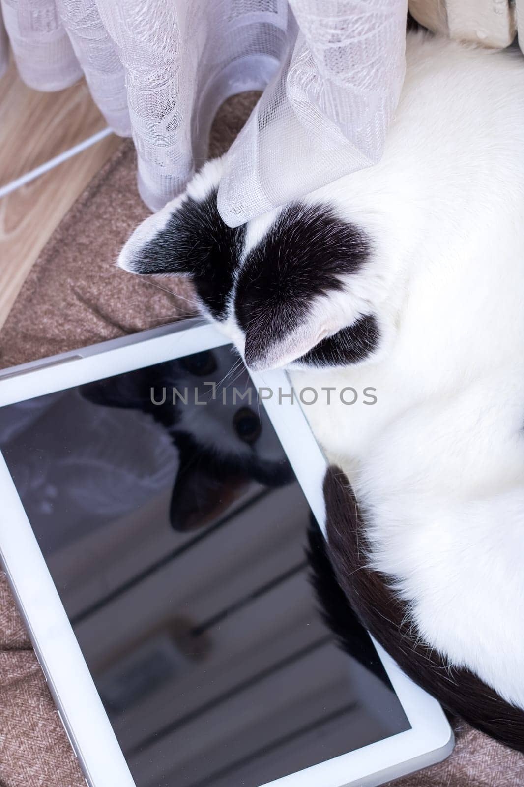 A white cat looking at a tablet screen close up