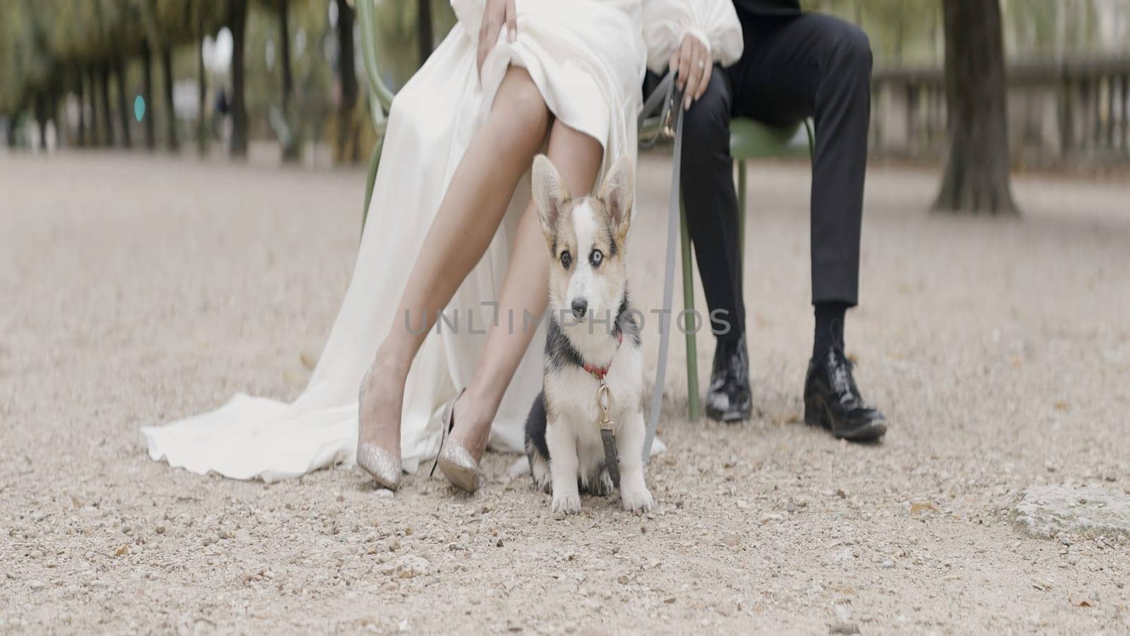 Groom and bride walking with a small dog in park. Action. Funny pet outdoors with his loving owners, man in suit and woman in white dress