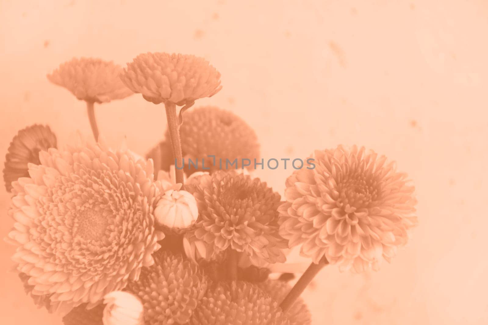Peach fuzz color, bouquet of daisy flowers on wall background. color 2024. High quality photo