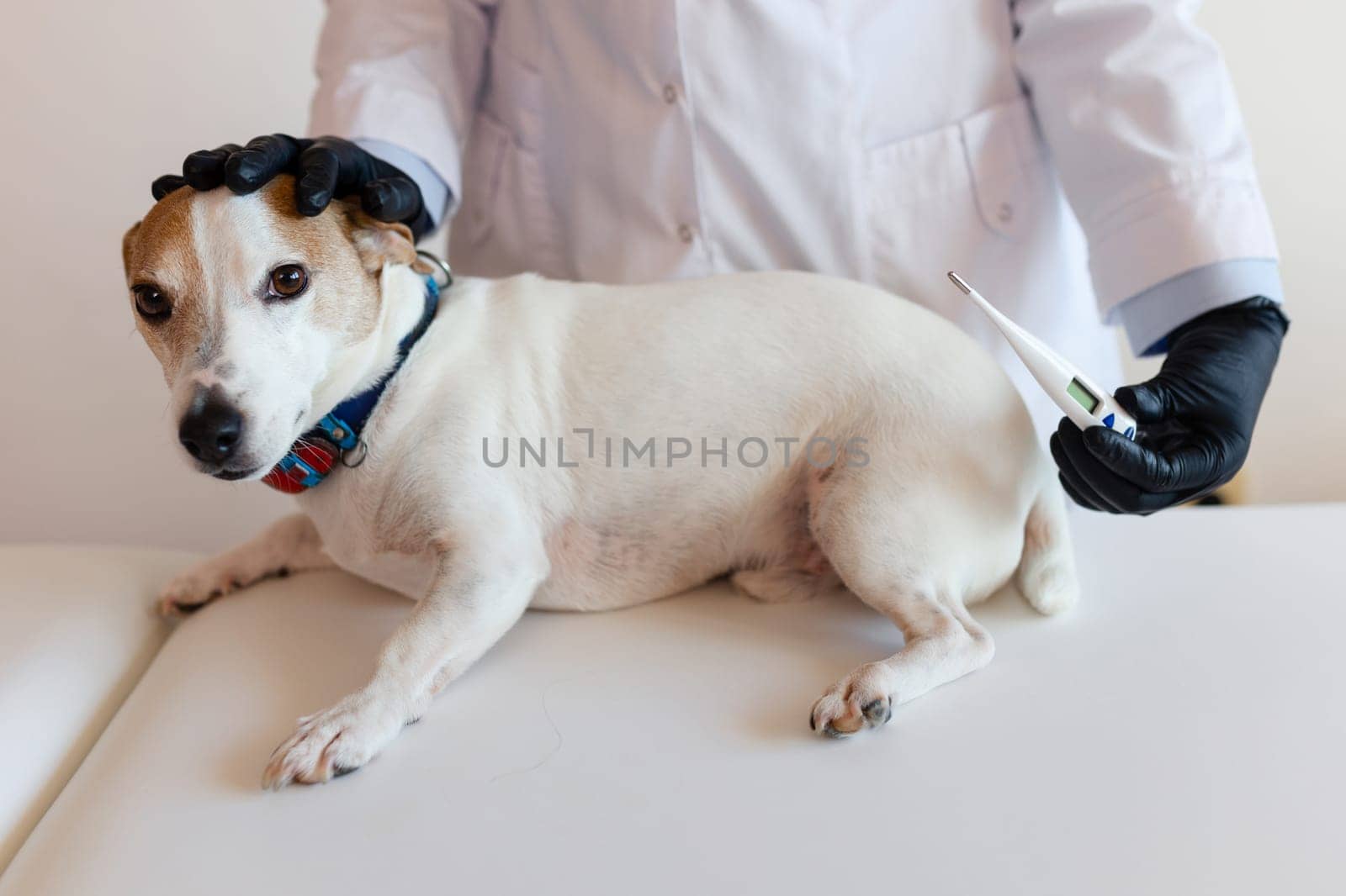 veterinarian examining a beautiful small white dog in a clinic, using a thermometer to measure the animal's temperature.