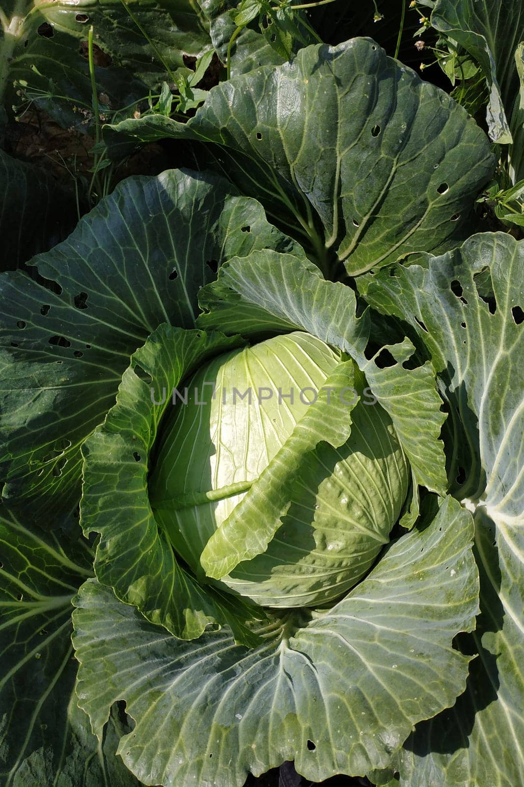 One head of large green cabbage in the garden, growing vegetables.