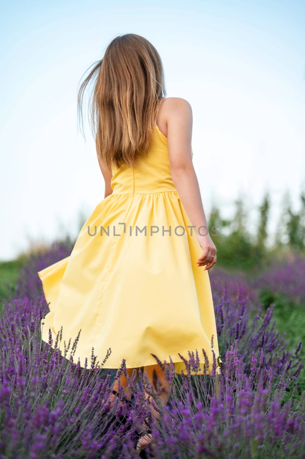 A young lavender field and a girl posing for a photo, young lavender field.