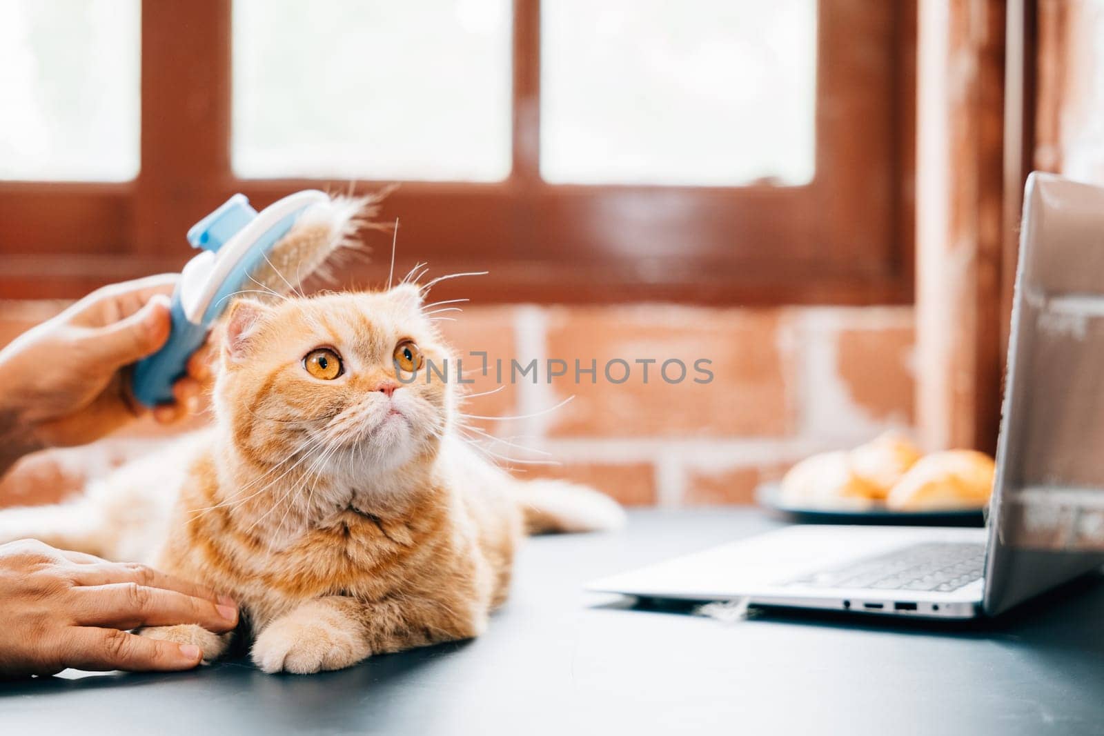 An elderly woman combs her Scottish Fold cat, removing old fur and showcasing their deep affection. Their bond is a source of happiness and relaxation. by Sorapop