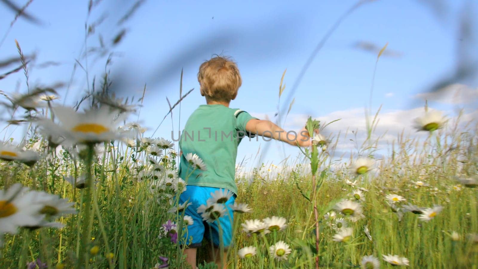 Rear view of boy running in field. Creative. Cinematic running child in flower field. Chamomile meadow and running child on sunny summer day.