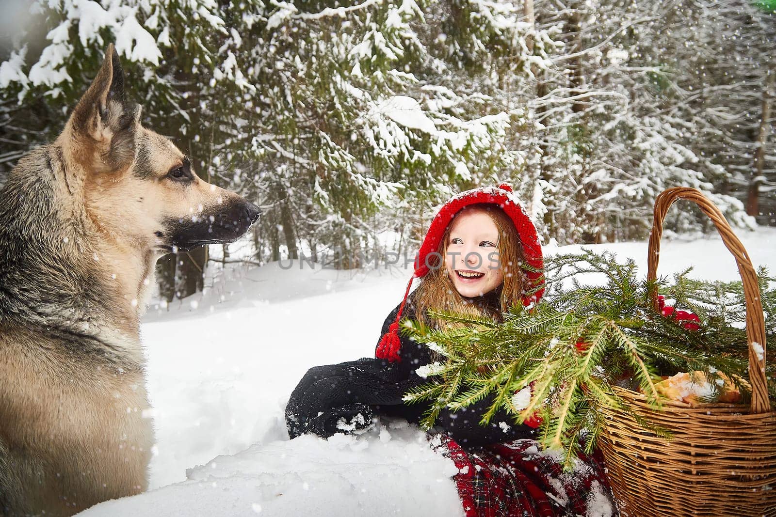 Cute little girl in red cap or hat and black coat with basket of green fir branches in snow forest and big dog shepherd looking as wolf on cold winter day. Fun and fairytale on photo shoot