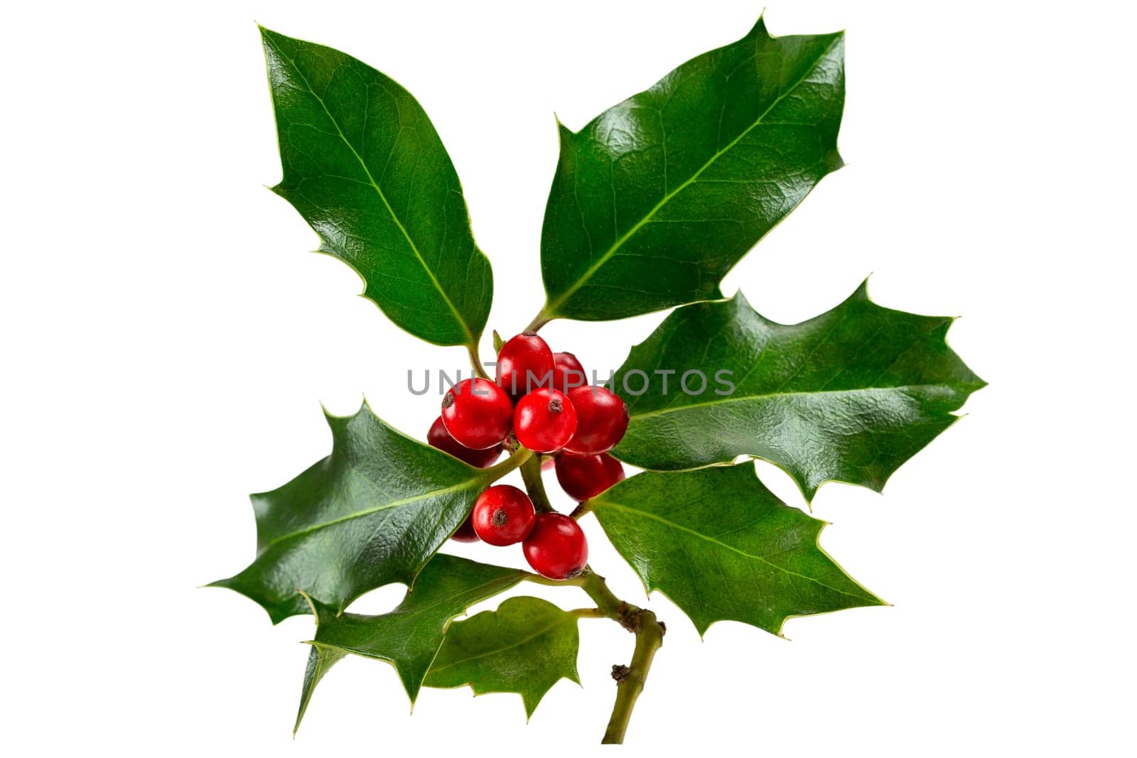 Holly With Red Berries. Traditional festive decoration. Holly branch with red berries on white.