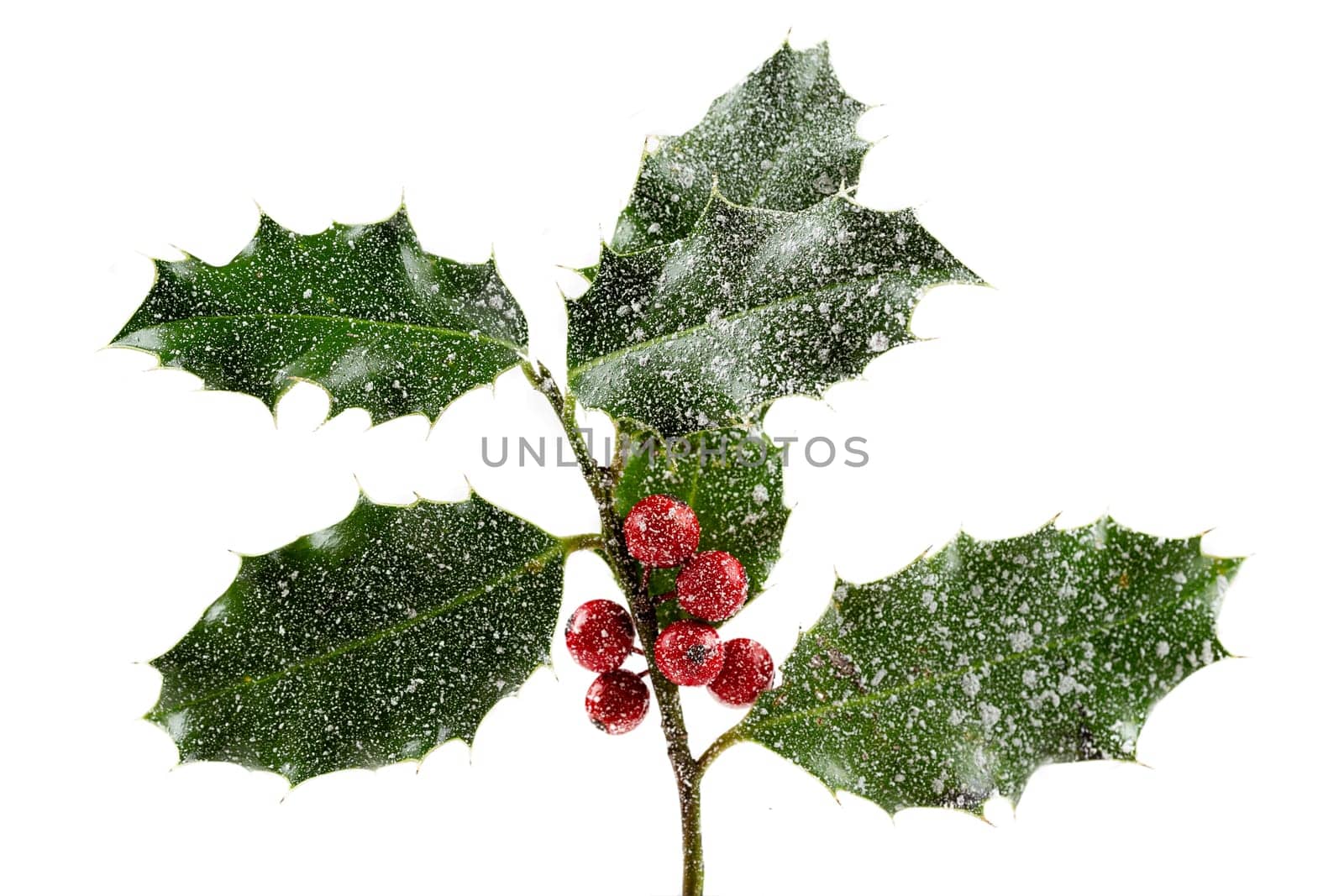 Holly With Red Berries. Traditional festive decoration. Holly branch with red berries on white.