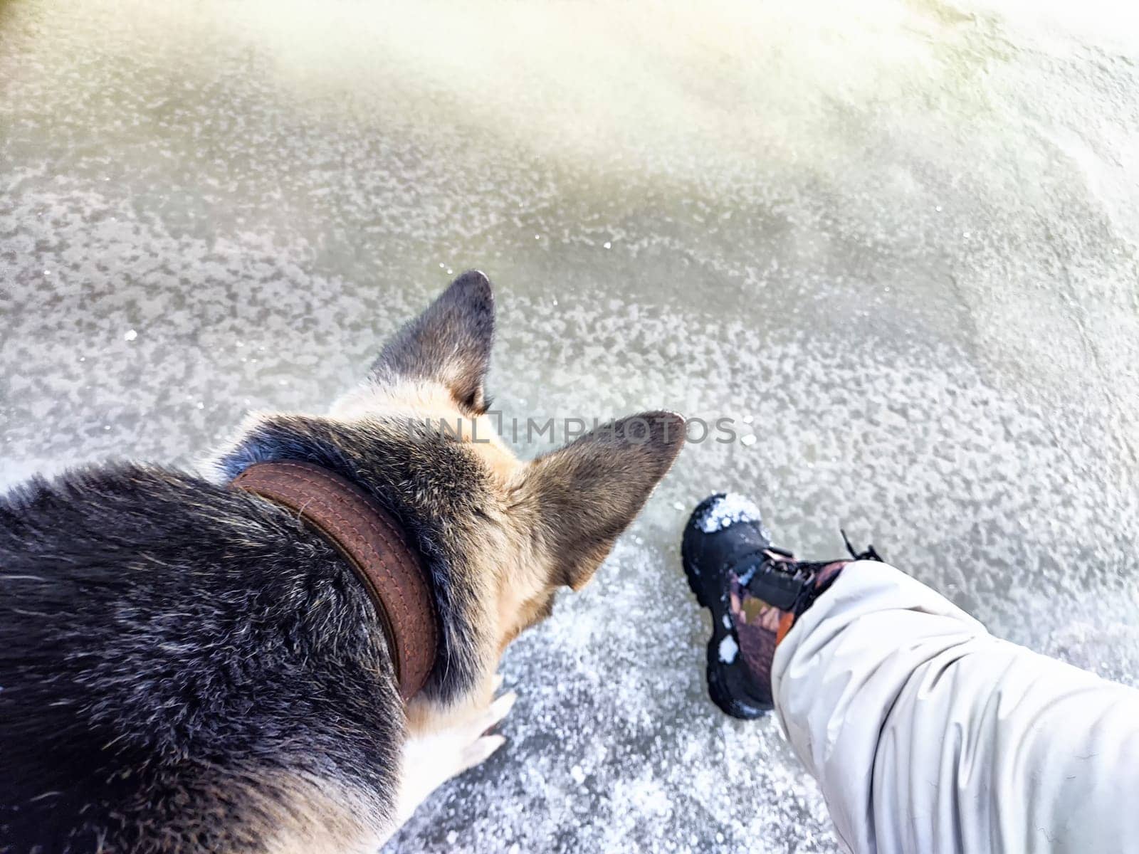 Feet of Hunter or fisherman in big warm boots And paws of dog on snow. Top view. Fisherman on ice of river, lake, reservoir on winter day with melting ice. Dangerous fishing in spring or autumn day