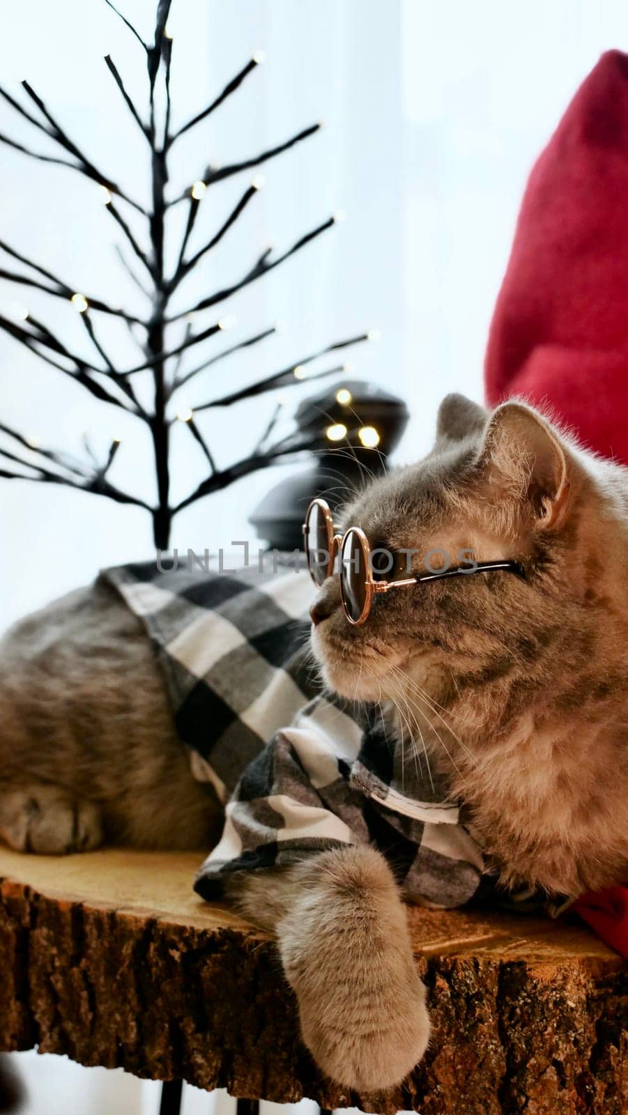 Scottish straight eared cat with glasses and red decorations on Happy New Year, celebrating Holiday Merry Christmas. Pet sitting on the table at home