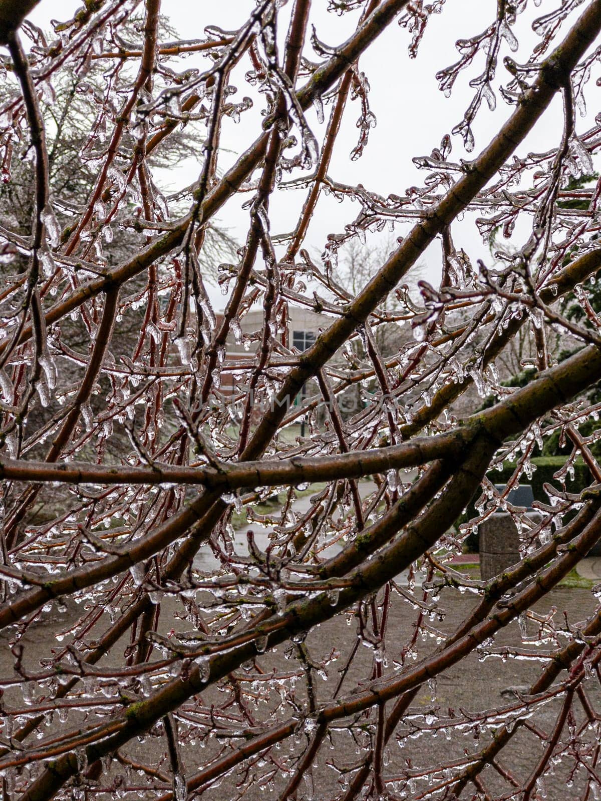 Icicles of freezing rain on tree brenches with office building on background