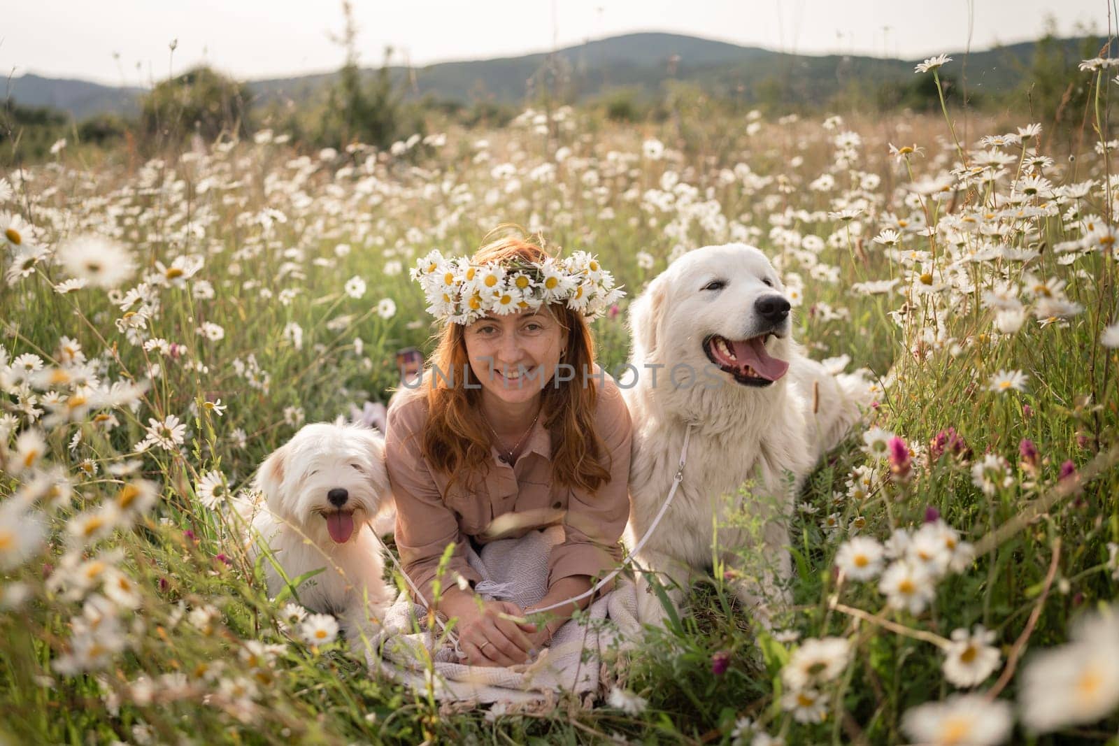 Woman dogs meadow chamomile. Woman embraces her furry friends in a serene chamomile field, surrounded by lush greenery. A heartwarming display of love and companionship between a woman and her dog