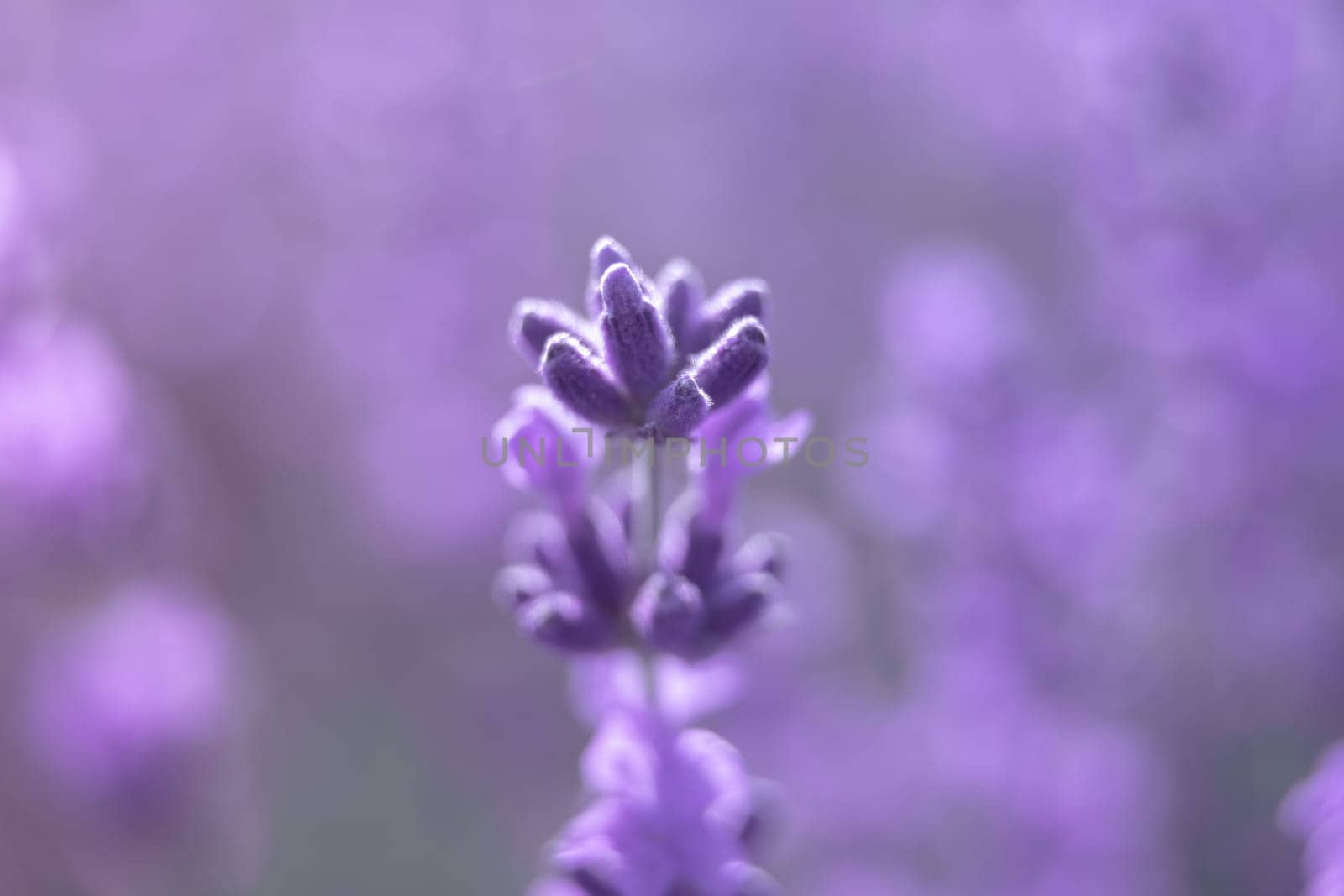 Lavender flower blooming scented fields in endless rows. Selective focus on Bushes of lavender purple aromatic flowers at lavender field. Abstract blur for background.