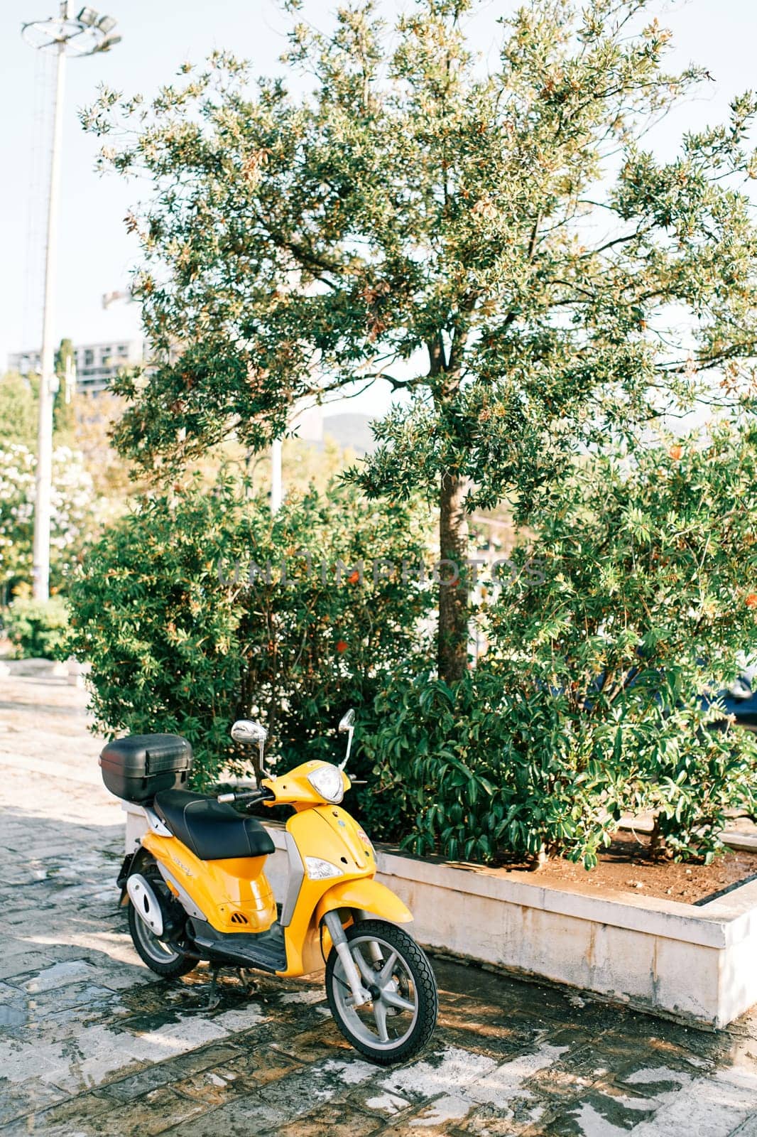 Yellow moped is parked near a stone flowerbed with a green tree by Nadtochiy