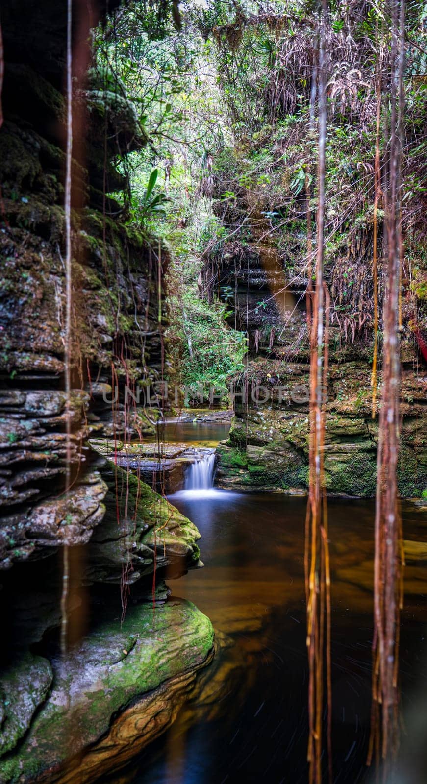 Rustic rock canyon with flowing river and unique hanging roots. by FerradalFCG