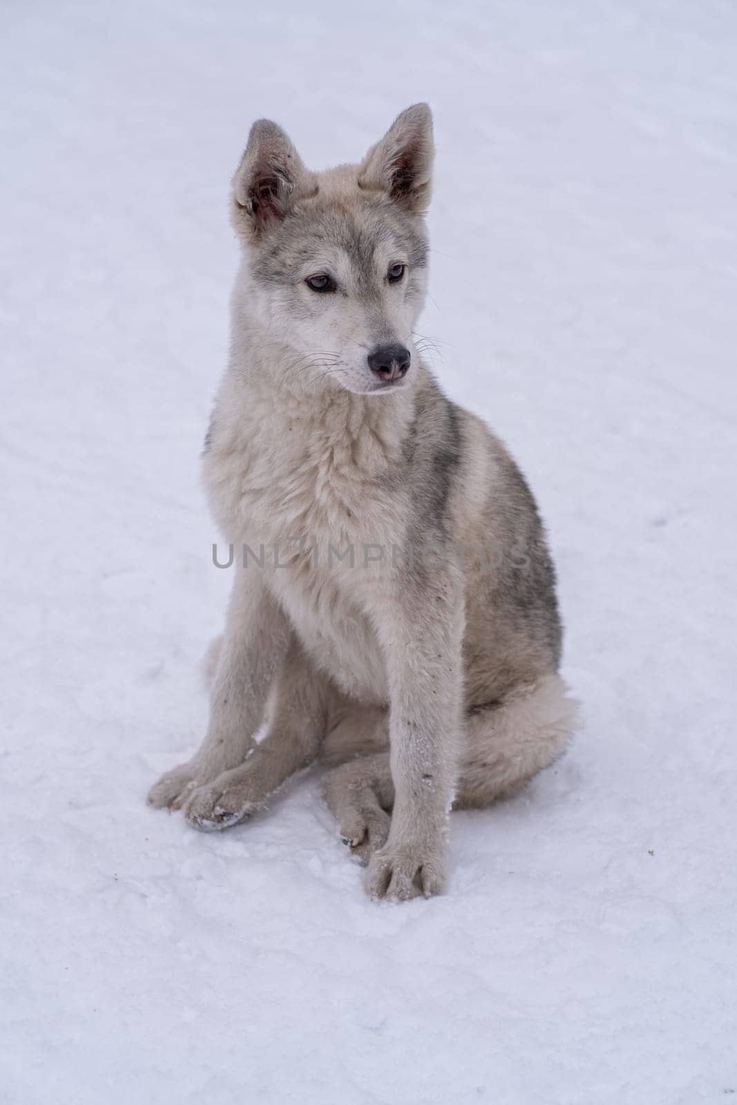 Stray beautiful dog in the snow on a cold winter day. by AnatoliiFoto
