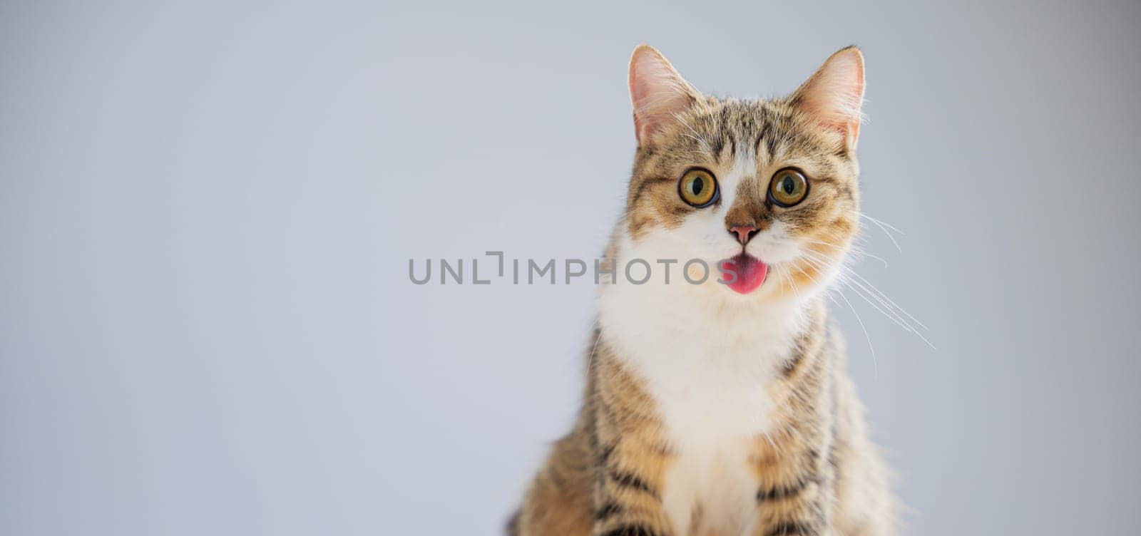 This isolated portrait features a beautiful little grey Scottish Fold cat on a white background, standing cheerfully, with a playful smile and a cute, straight tail.
