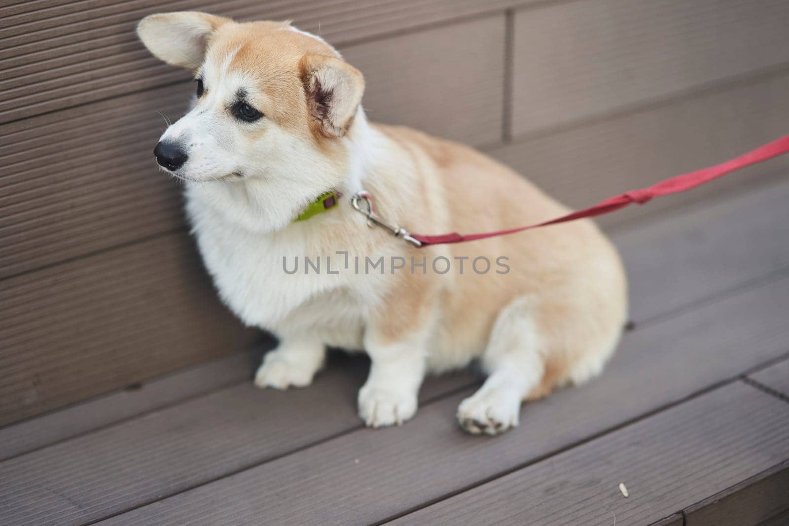 Welsh Corgi dog sitting outdoors by driver-s