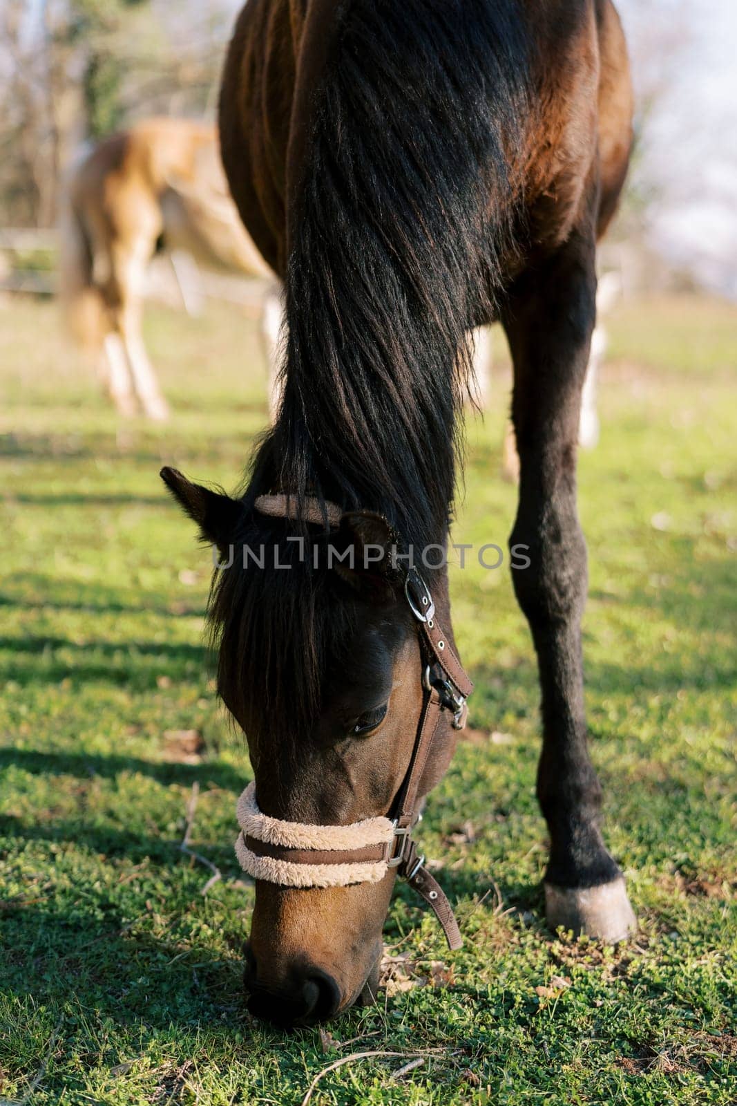 Bay horse grazes on a sunny lawn. Close-up. High quality photo