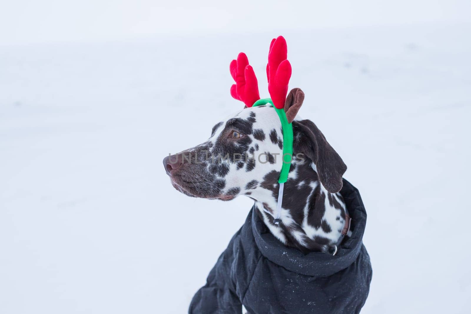 photo of funny beautiful dalmatian dog in christmas deer costume looking to the side and licking itself, isolated on white background. Portrait of a dog wearing christmas deer horn in snowy winter by YuliaYaspe1979