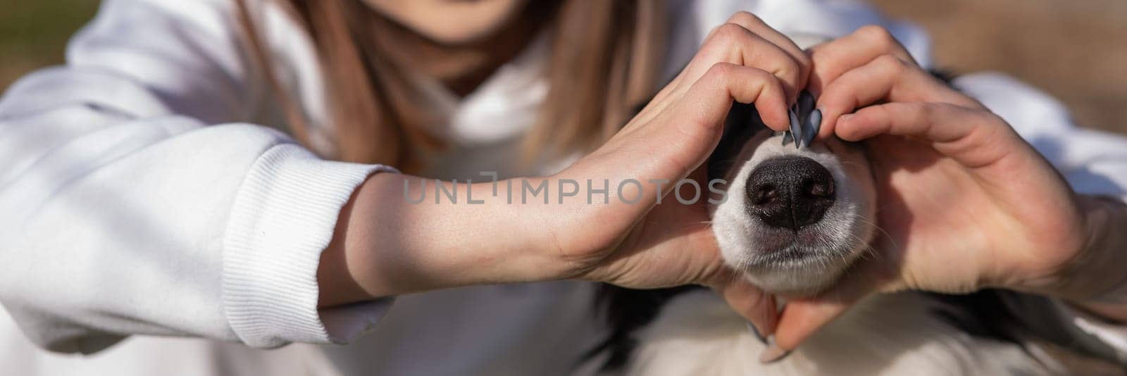 The owner makes a heart on the nose of the border collie dog with her hands. Widescreen