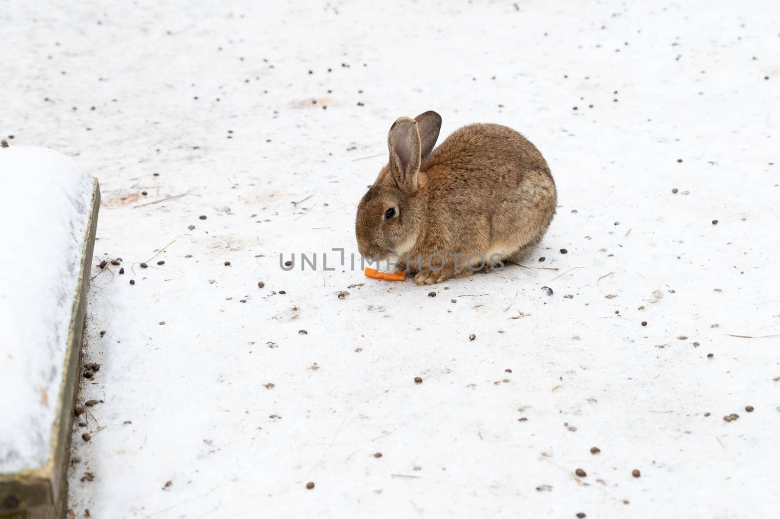 Cute rabbit winter in the snow, snowdrifts, fluffy snow.Rabbit in farm. Lovely and lively bunny in nature with happiness. Young animal.2023 is the year of the rabbit. by YuliaYaspe1979