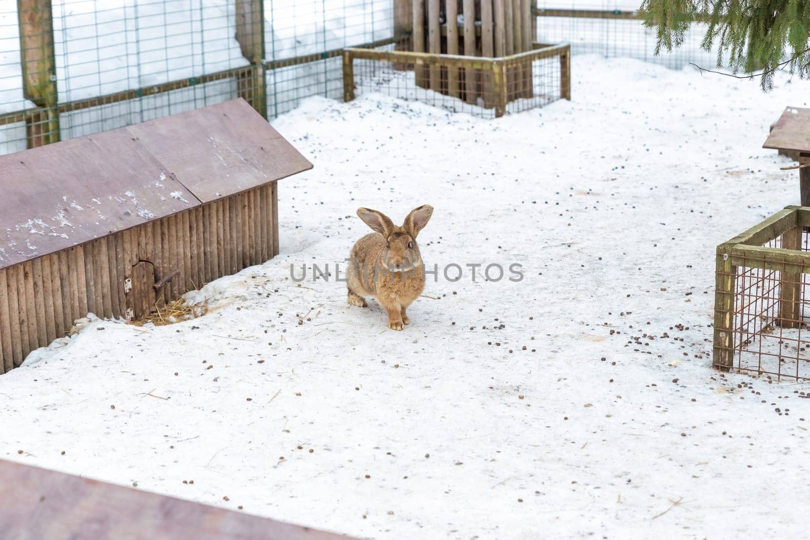 Cute rabbit winter in the snow, snowdrifts, fluffy snow.Rabbit in farm. Lovely and lively bunny in nature with happiness. Young animal.2023 is the year of the rabbit. by YuliaYaspe1979