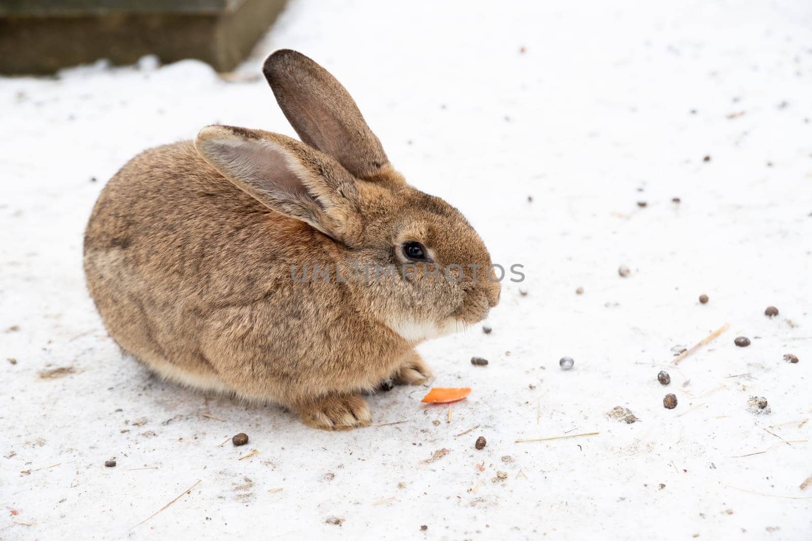 Cute rabbit winter in the snow, snowdrifts, fluffy snow