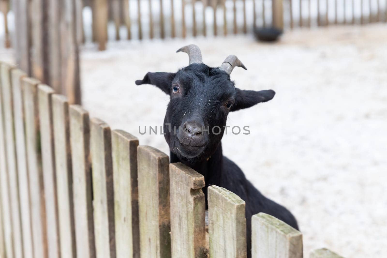 White goat, male hornless breed zaanen. looks out of the barn, it's winter, it's snowing. Concept: eco-farm, lifestyle, home farm, goat breeding, ecological product