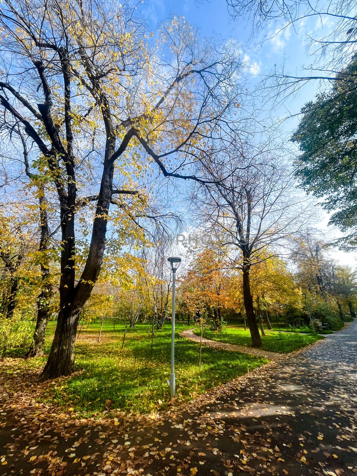 avenue of yellow trees in the park in autumn.